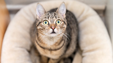 Félreismertük a házi kiskedvencünket? Olyan dolog derült ki a macskákról, ami alapjaiban rengeti meg a tudásunkat