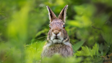 Újabb vírus támad Magyarországon, általában végzetes kimenetelű a kutatók szerint