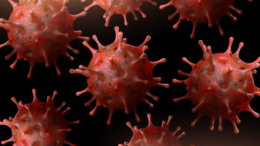 Nipah vírus: újra fenyeget a halálos kór, ezt kell tudni a veszélyes betegségről