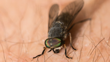 Veszélyes új rovar jelent meg Magyarországon: a hagyományos riasztók hatástalanok ellene