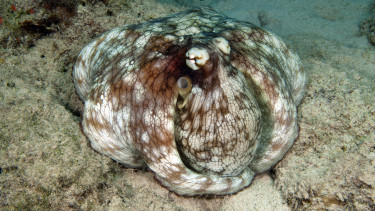Itt a szokatlanul enyhe tél eredménye: tömegesen árasztották el a puhatestű állatok az európai hatalom vizeit
