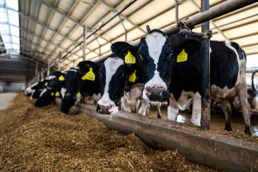 rangut_major_szarvasmarha_2025_003