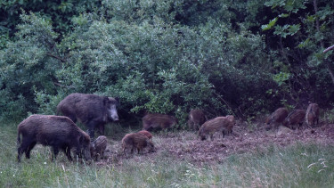 Tarthatatlanná vált a helyzet Magyarországon: tömegesen adhatják fel a harcot a hazai gazdák a vadkárok miatt